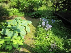 名を忘れた紫の花