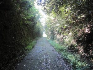 木陰のトンネル