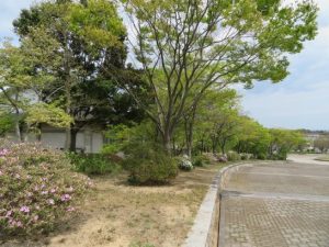 つつじが咲き始めた