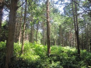 こちらがベター 林間の風