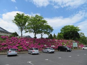 駐車場のツツジ 満開