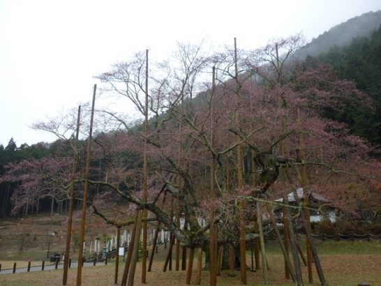 4月7日　淡墨桜