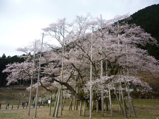 4月10日　淡墨桜