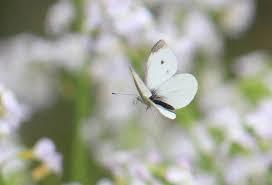 モンシロチョウ２