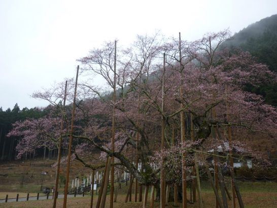 4月8日　淡墨桜