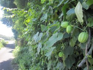 カラスウリ　いっぱい