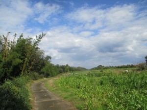 久しぶりの散歩道
