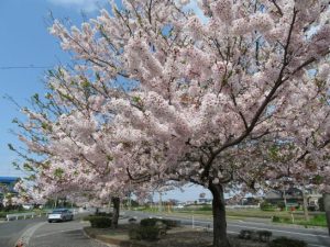 東伯中学校　東側道路