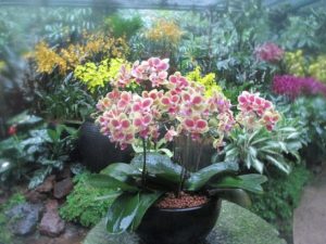 植物園　その２