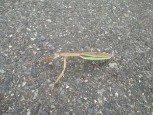 また、カマキリ