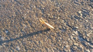 カマキリの子供