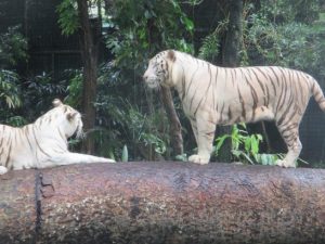 ホワイトタイガー　２