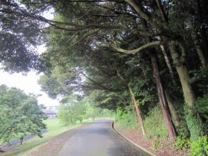 伸びすぎ枝　その２