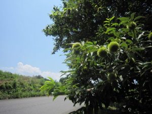 栗の実　中は未熟