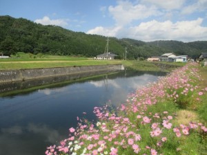 コスモスと清流