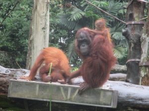 オランウータン