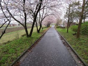 桜とはあなびら