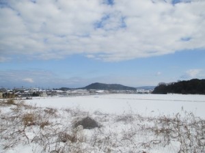 ２０センチほど