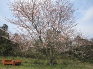 わたしの桜