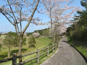 花びらいっぱいの道