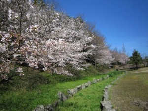 公園の桜