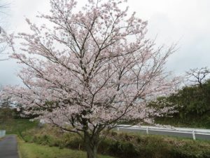 桜満開その１