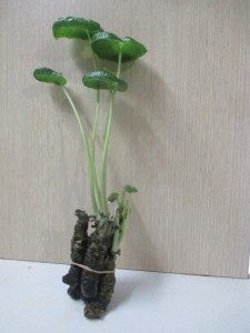 パンパカパーン　正解は