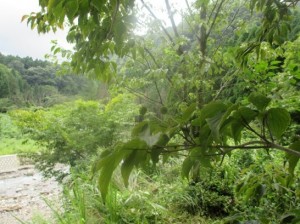 ヤマボウシ　青い実　