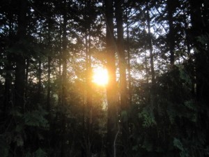 林の中の夕陽