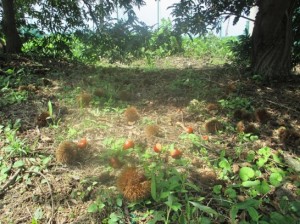 また落ちていた