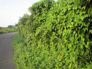 ムカゴの蔓（ハート型葉っぱ）