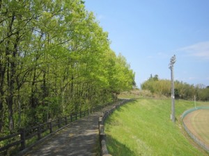 新緑の道　その２
