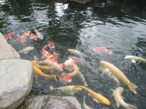 加納美術館の鯉