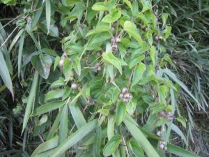 むかご　その１