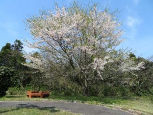 今日の昼前の私の桜　4分散り　