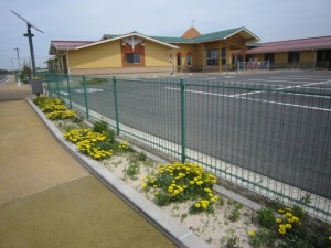 しらとりこども園の黄色い花