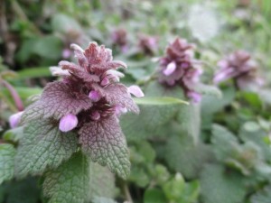 クローズアップ