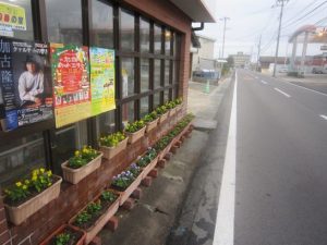 サルビアからビオラ