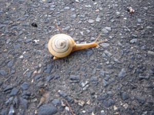 カタツムリ