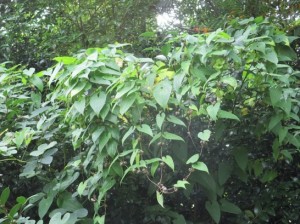 あのムカゴは苦い