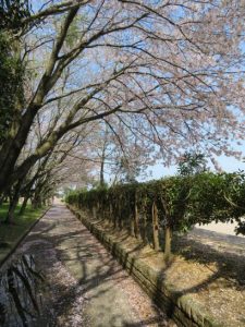 縦に写した桜アーケード