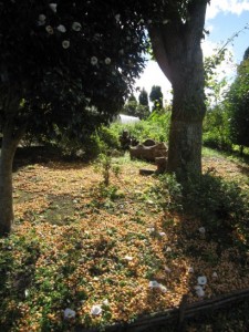 ギンナン、こっち