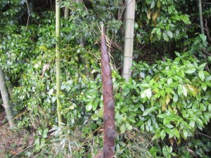 生き伸びたタケノコ