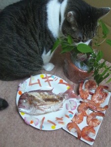 ムギー８歳お頭と