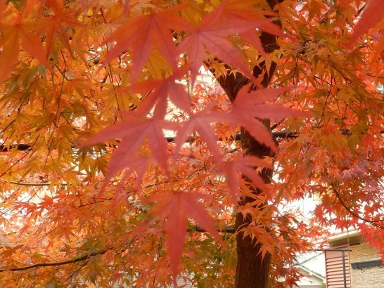 紅葉02