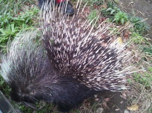 ヤマアラシ02