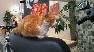 道後ねこ