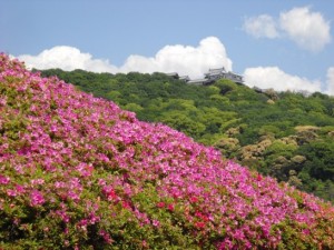 堀之内のツツジ_001