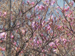 アケボノツツジ_001