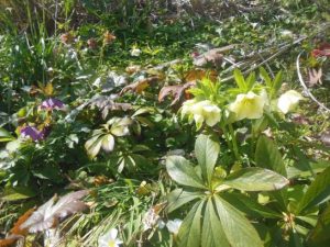 クリスマスローズ_001